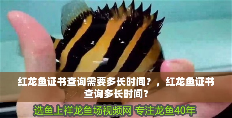 紅龍魚證書查詢需要多長時間？，紅龍魚證書查詢多長時間？