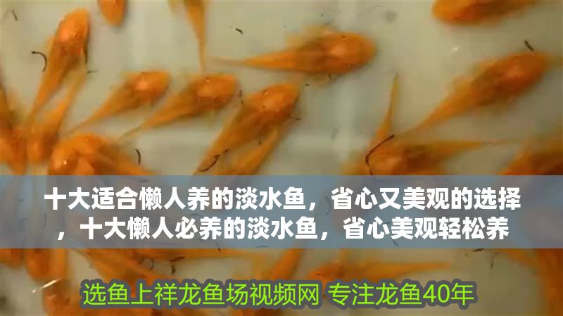 十大適合懶人養的淡水魚，省心又美觀的選擇，十大懶人必養的淡水魚，省心美觀輕松養