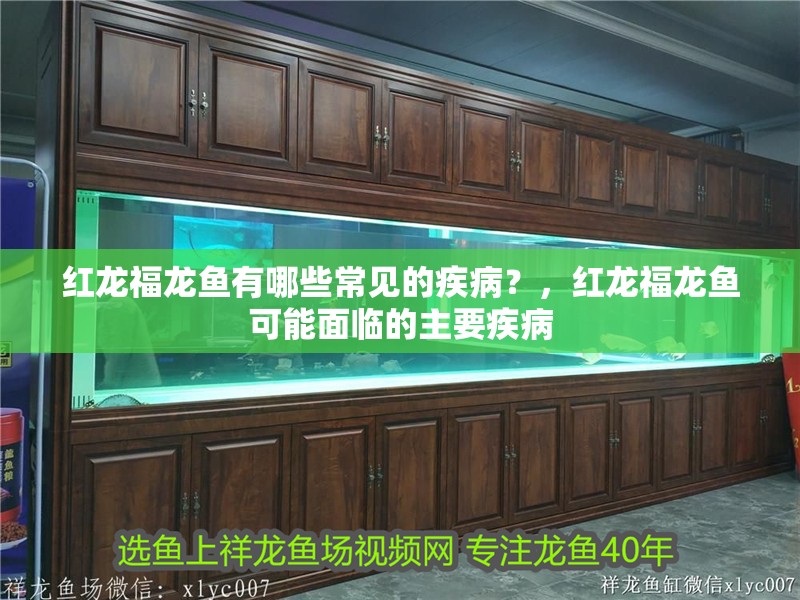 紅龍福龍魚有哪些常見的疾病？，紅龍福龍魚可能面臨的主要疾病