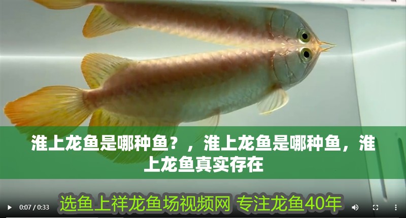 淮上龍魚是哪種魚？，淮上龍魚是哪種魚，淮上龍魚真實存在 淮上龍魚是哪種魚？，淮上龍魚是哪種魚，淮上龍魚真實存在 龍魚百科