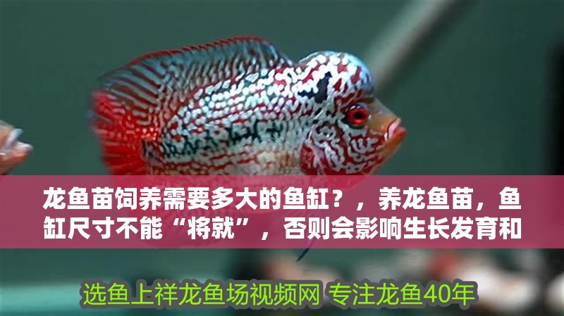 魚缸過濾器選購指南:自制魚缸過濾器魚缸上置過濾器對于養魚愛好者的必備知識 龍魚苗飼養需要多大的魚缸?,養龍魚苗,魚缸尺寸不能“將就”,否則會影響生長發育和健康狀態 龍魚百科 龍魚苗飼養需要多大的魚缸?,養龍魚苗,魚缸尺寸不能“將就”,否則會影響生長發育和健康狀態 龍魚苗飼養需要多大的魚缸?,養龍魚苗,魚缸尺寸不能“將就”,否則會影響生長發育和健康狀態 龍魚百科