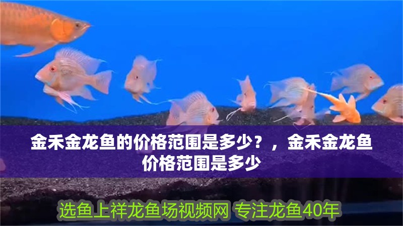 金禾金龍魚的價格范圍是多少？，金禾金龍魚價格范圍是多少