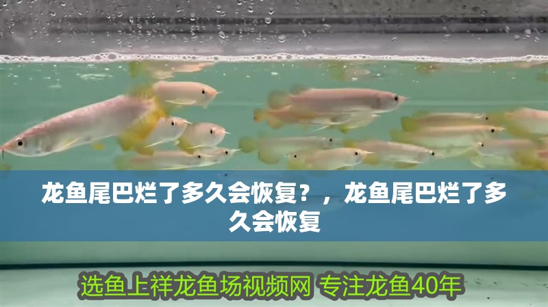 龍魚(yú)尾巴爛了多久會(huì)恢復(fù)？，龍魚(yú)尾巴爛了多久會(huì)恢復(fù)