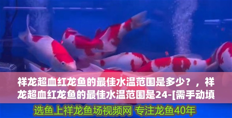 祥龍超血紅龍魚的最佳水溫范圍是多少？，祥龍超血紅龍魚的最佳水溫范圍是24-[需手動填充] 祥龍超血紅龍魚的最佳水溫范圍是多少？，祥龍超血紅龍魚的最佳水溫范圍是24-[需手動填充] 龍魚百科