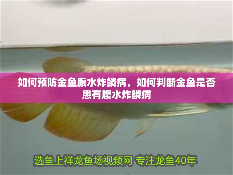 魚缸過濾器選購指南:自制魚缸過濾器魚缸上置過濾器對于養魚愛好者的必備知識 如何預防金魚腹水炸鱗病,如何判斷金魚是否患有腹水炸鱗病 龍魚百科 如何預防金魚腹水炸鱗病,如何判斷金魚是否患有腹水炸鱗病 如何預防金魚腹水炸鱗病,如何判斷金魚是否患有腹水炸鱗病 龍魚百科