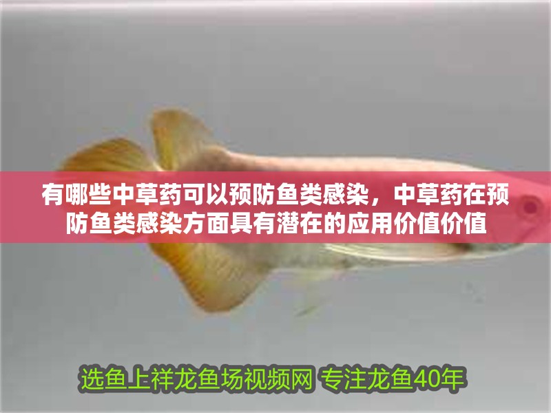 魚缸造景先放沙還是先放水(魚缸造景先鋪沙還是先放石頭) 有哪些中草藥可以預防魚類感染,中草藥在預防魚類感染方面具有潛在的應用價值價值 龍魚百科 有哪些中草藥可以預防魚類感染,中草藥在預防魚類感染方面具有潛在的應用價值價值 有哪些中草藥可以預防魚類感染,中草藥在預防魚類感染方面具有潛在的應用價值價值 龍魚百科
