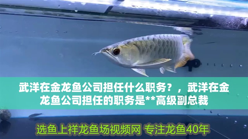 武洋在金龍魚公司擔任什么職務？，武洋在金龍魚公司擔任的職務是**高級副總裁