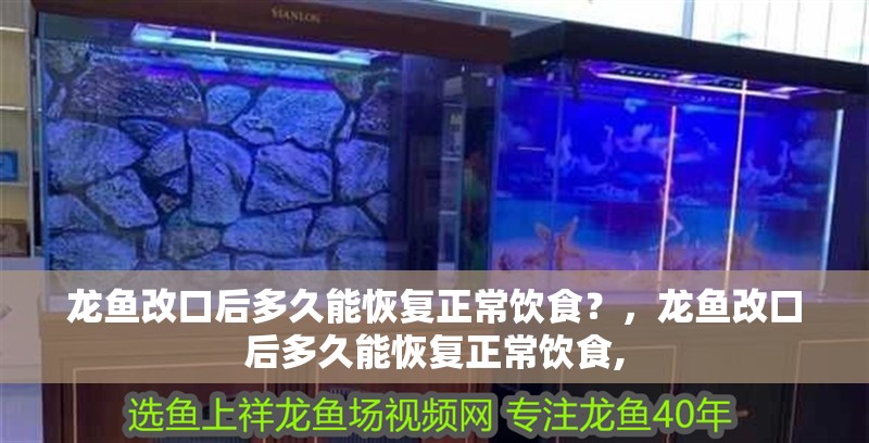 龍魚改口后多久能恢復正常飲食？，龍魚改口后多久能恢復正常飲食, 龍魚改口后多久能恢復正常飲食？，龍魚改口后多久能恢復正常飲食, 龍魚百科