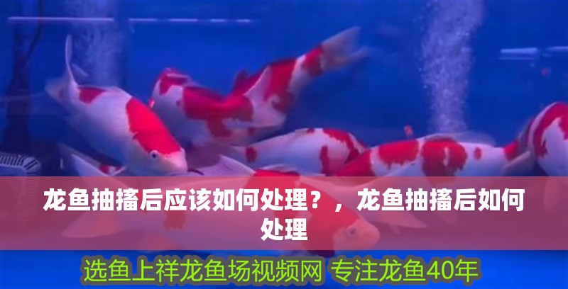 龍魚抽搐后應該如何處理？，龍魚抽搐后如何處理