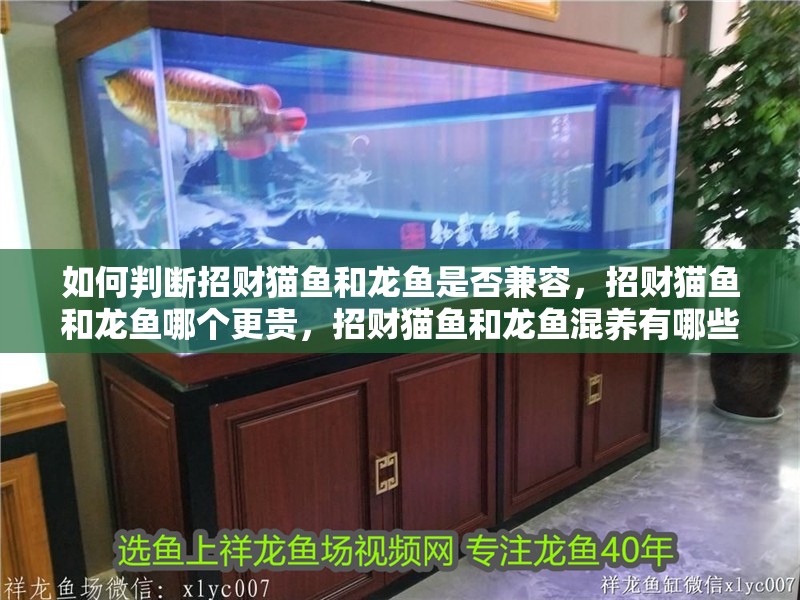 如何判斷招財貓魚和龍魚是否兼容，招財貓魚和龍魚哪個更貴，招財貓魚和龍魚混養有哪些成功案例 如何判斷招財貓魚和龍魚是否兼容，招財貓魚和龍魚哪個更貴，招財貓魚和龍魚混養有哪些成功案例 龍魚百科