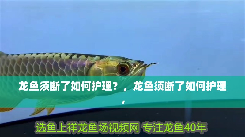 龍魚須斷了如何護理？，龍魚須斷了如何護理， 龍魚須斷了如何護理？，龍魚須斷了如何護理， 龍魚百科
