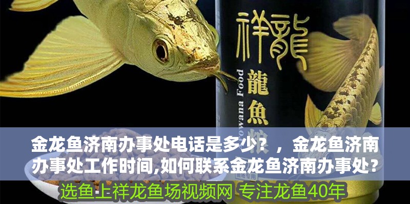 金龍魚濟南辦事處電話是多少？，金龍魚濟南辦事處工作時間,如何聯系金龍魚濟南辦事處？ 金龍魚濟南辦事處電話是多少？，金龍魚濟南辦事處工作時間,如何聯系金龍魚濟南辦事處？ 龍魚百科
