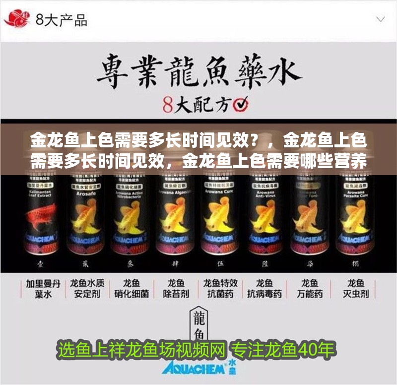 金龍魚上色需要多長時間見效？，金龍魚上色需要多長時間見效，金龍魚上色需要哪些營養 金龍魚上色需要多長時間見效？，金龍魚上色需要多長時間見效，金龍魚上色需要哪些營養 龍魚百科