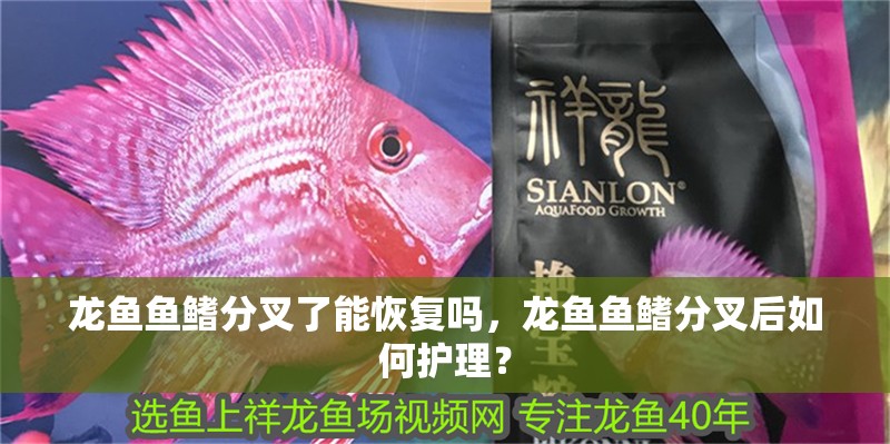 龍魚魚鰭分叉了能恢復嗎，龍魚魚鰭分叉后如何護理？