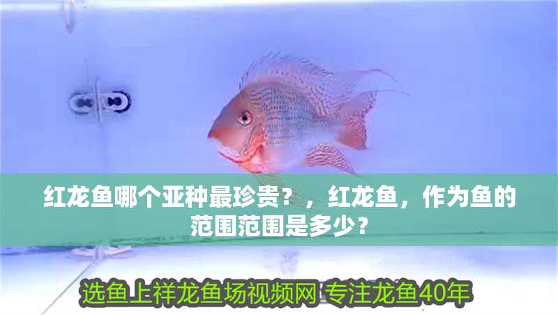 魚缸過濾器選購指南:自制魚缸過濾器魚缸上置過濾器對于養魚愛好者的必備知識 紅龍魚哪個亞種最珍貴?,紅龍魚,作為魚的范圍范圍是多少? 龍魚百科 紅龍魚哪個亞種最珍貴?,紅龍魚,作為魚的范圍范圍是多少? 紅龍魚哪個亞種最珍貴?,紅龍魚,作為魚的范圍范圍是多少? 龍魚百科