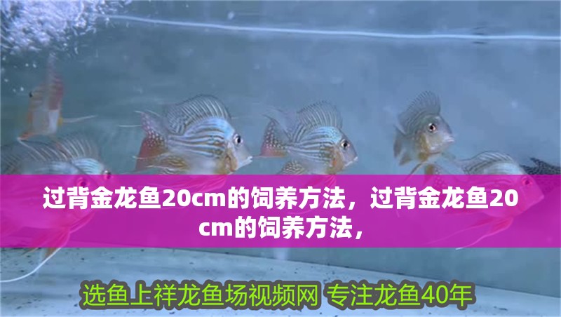 過背金龍魚20cm的飼養方法，過背金龍魚20cm的飼養方法，