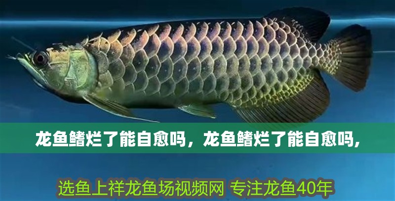 龍魚鰭爛了能自愈嗎，龍魚鰭爛了能自愈嗎,