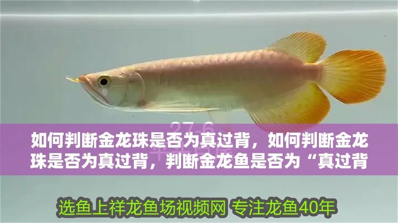 如何判斷金龍珠是否為真過背，如何判斷金龍珠是否為真過背，判斷金龍魚是否為“真過背”