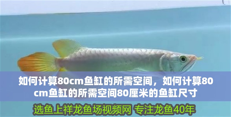 如何計算80cm魚缸的所需空間，如何計算80cm魚缸的所需空間80厘米的魚缸尺寸