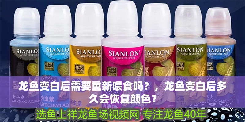 龍魚變白后需要重新喂食嗎？，龍魚變白后多久會恢復(fù)顏色？