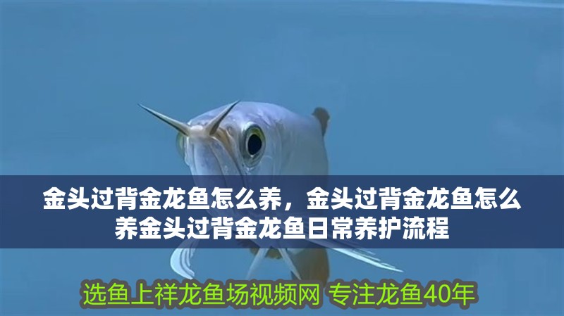 金頭過背金龍魚怎么養，金頭過背金龍魚怎么養金頭過背金龍魚日常養護流程