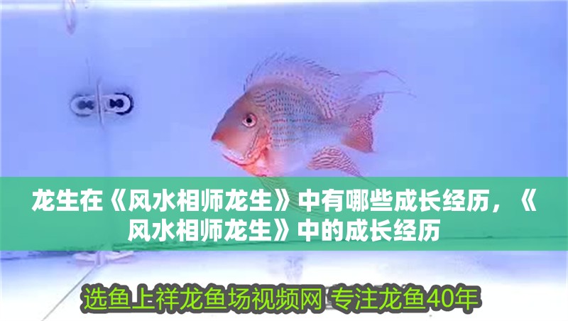 魚缸用增氧泵價格是多少:魚缸增氧機-xtrac增氧機-xtrac增氧機 龍生在《風水相師龍生》中有哪些成長經歷,《風水相師龍生》中的成長經歷 龍魚百科 龍生在《風水相師龍生》中有哪些成長經歷,《風水相師龍生》中的成長經歷 龍生在《風水相師龍生》中有哪些成長經歷,《風水相師龍生》中的成長經歷 龍魚百科