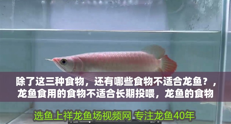 除了這三種食物，還有哪些食物不適合龍魚？，龍魚食用的食物不適合長期投喂，龍魚的食物不適合長期投喂