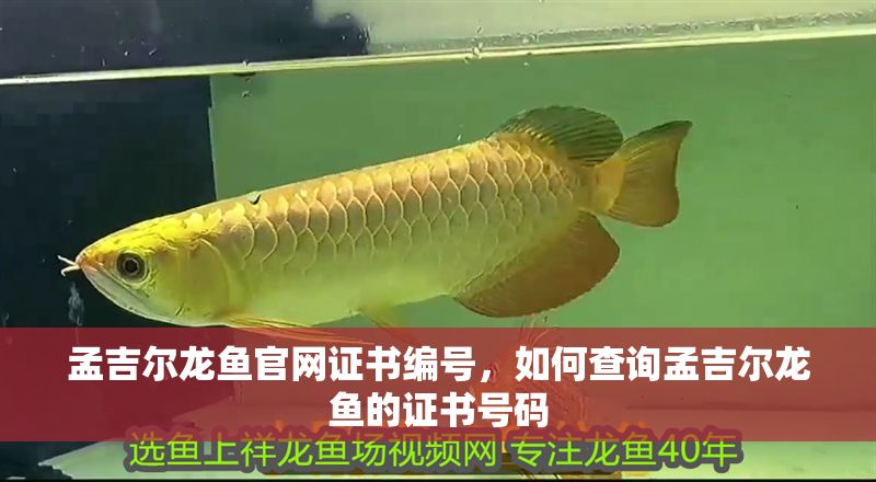 孟吉爾龍魚官網證書編號，如何查詢孟吉爾龍魚的證書號碼