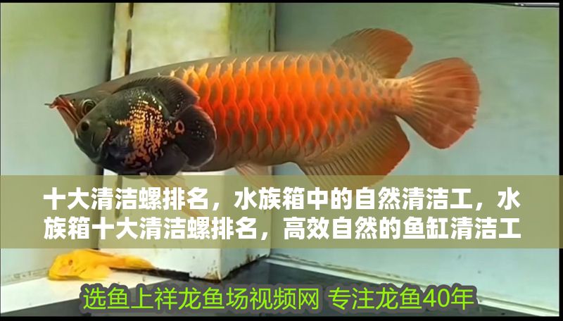 十大清潔螺排名，水族箱中的自然清潔工，水族箱十大清潔螺排名，高效自然的魚缸清潔工推薦