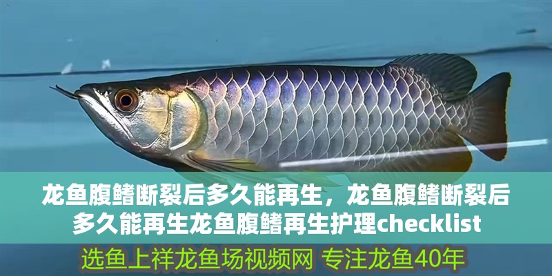 龍魚腹鰭斷裂后多久能再生，龍魚腹鰭斷裂后多久能再生龍魚腹鰭再生護理checklist