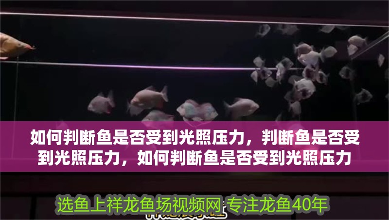 如何判斷魚(yú)是否受到光照壓力，判斷魚(yú)是否受到光照壓力，如何判斷魚(yú)是否受到光照壓力 如何判斷魚(yú)是否受到光照壓力，判斷魚(yú)是否受到光照壓力，如何判斷魚(yú)是否受到光照壓力 龍魚(yú)百科