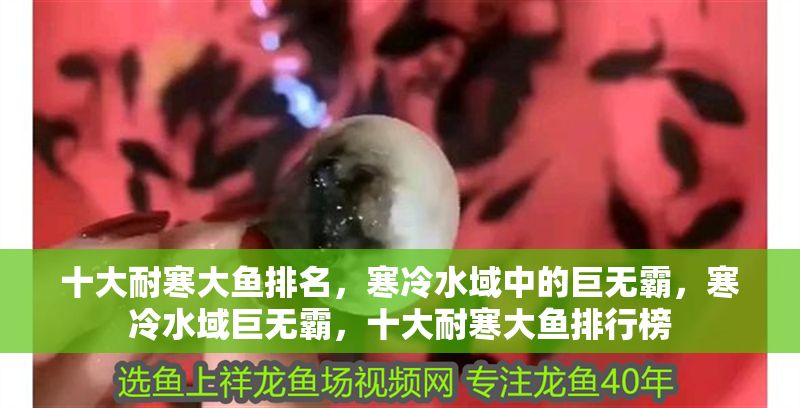 十大耐寒大魚排名，寒冷水域中的巨無霸，寒冷水域巨無霸，十大耐寒大魚排行榜