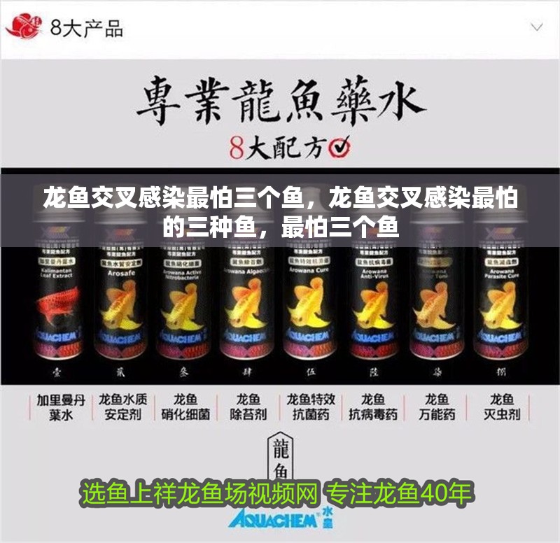 龍魚交叉感染最怕三個魚，龍魚交叉感染最怕的三種魚，最怕三個魚 龍魚交叉感染最怕三個魚，龍魚交叉感染最怕的三種魚，最怕三個魚 龍魚百科