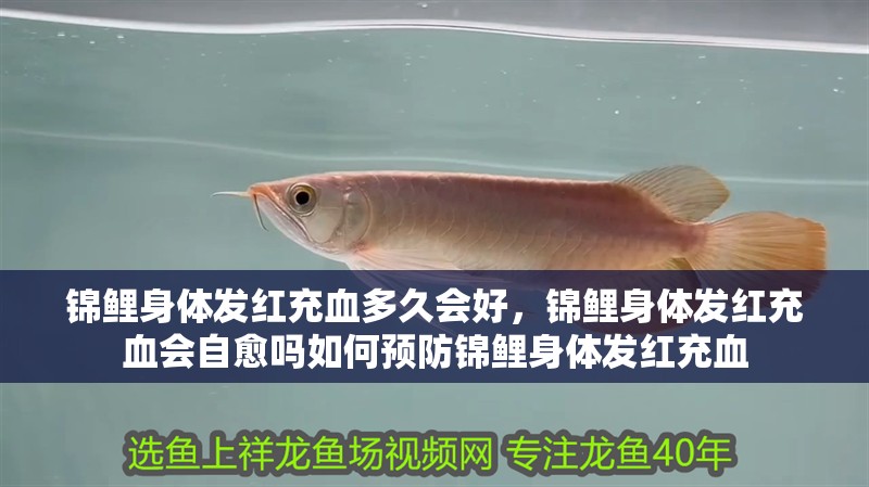 錦鯉身體發(fā)紅充血多久會好，錦鯉身體發(fā)紅充血會自愈嗎如何預防錦鯉身體發(fā)紅充血
