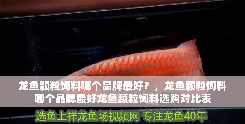 鸚鵡魚和銀龍魚混養怎樣喂食 龍魚顆粒飼料哪個品牌最好?,龍魚顆粒飼料哪個品牌最好龍魚顆粒飼料選購對比表 龍魚百科 龍魚顆粒飼料哪個品牌最好?,龍魚顆粒飼料哪個品牌最好龍魚顆粒飼料選購對比表 龍魚顆粒飼料哪個品牌最好?,龍魚顆粒飼料哪個品牌最好龍魚顆粒飼料選購對比表 龍魚百科
