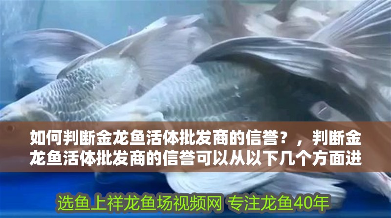 如何判斷金龍魚活體批發(fā)商的信譽(yù)？，判斷金龍魚活體批發(fā)商的信譽(yù)可以從以下幾個(gè)方面進(jìn)行評(píng)估