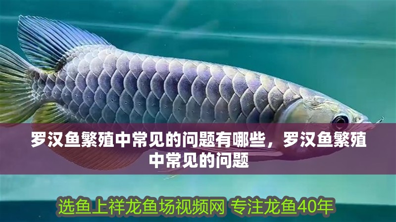 羅漢魚繁殖中常見的問題有哪些，羅漢魚繁殖中常見的問題