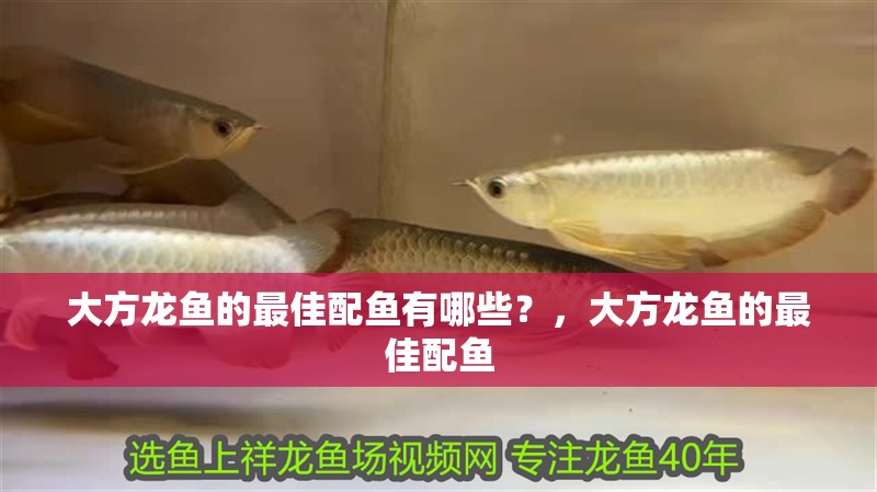 我的虎魚真菌感染了要怎么處理 大方龍魚的最佳配魚有哪些?,大方龍魚的最佳配魚 龍魚百科 大方龍魚的最佳配魚有哪些?,大方龍魚的最佳配魚 大方龍魚的最佳配魚有哪些?,大方龍魚的最佳配魚 龍魚百科