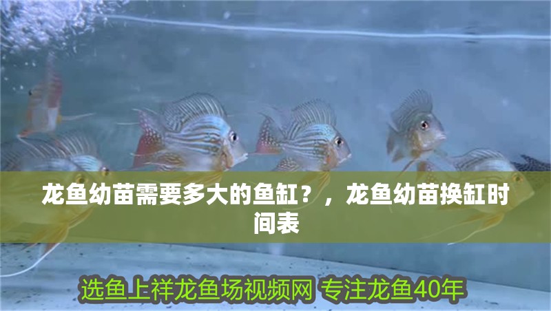 龍魚(yú)幼苗需要多大的魚(yú)缸？，龍魚(yú)幼苗換缸時(shí)間表 龍魚(yú)幼苗需要多大的魚(yú)缸？，龍魚(yú)幼苗換缸時(shí)間表 龍魚(yú)百科