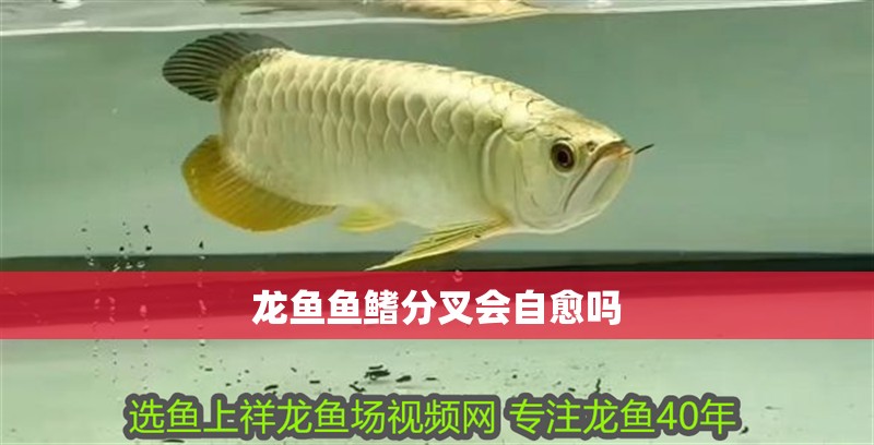 龍魚魚鰭分叉會自愈嗎