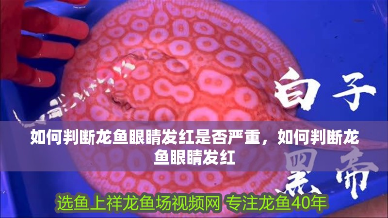 如何判斷龍魚眼睛發紅是否嚴重，如何判斷龍魚眼睛發紅