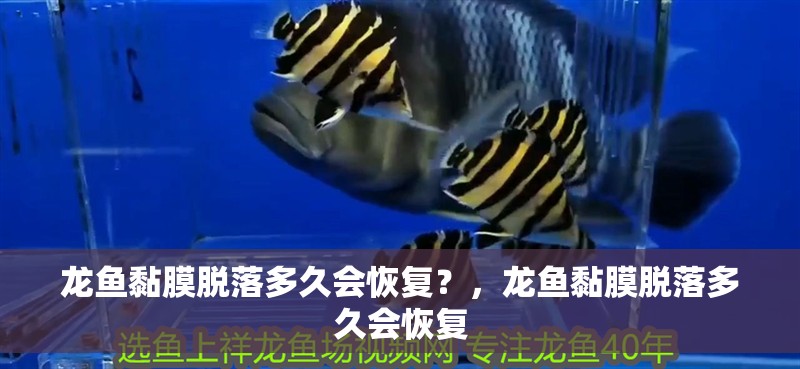有哪些中藥可以預(yù)防魚鰓蓋潰爛，中草藥預(yù)防魚鰓蓋潰爛 有哪些中藥可以預(yù)防魚鰓蓋潰爛，中草藥預(yù)防魚鰓蓋潰爛 龍魚百科