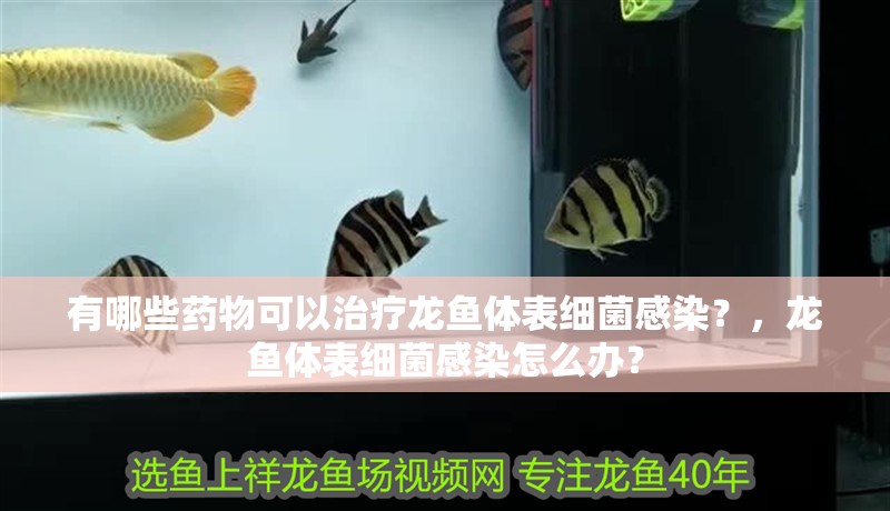 有哪些藥物可以治療龍魚體表細菌感染？，龍魚體表細菌感染怎么辦？