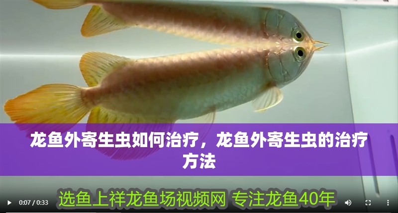 龍魚外寄生蟲如何治療，龍魚外寄生蟲的治療方法 龍魚外寄生蟲如何治療，龍魚外寄生蟲的治療方法 龍魚百科