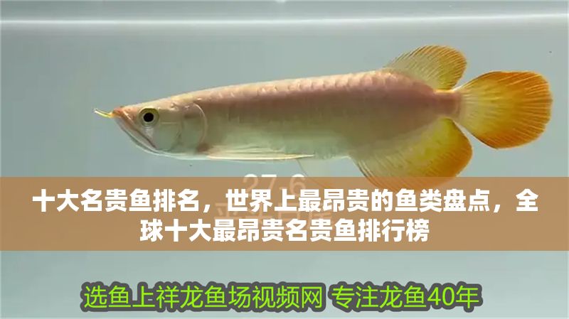 十大名貴魚排名，世界上最昂貴的魚類盤點，全球十大最昂貴名貴魚排行榜