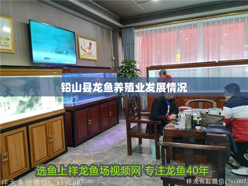 我的虎魚真菌感染了要怎么處理 鉛山縣龍魚養殖業發展情況 龍魚百科 鉛山縣龍魚養殖業發展情況 鉛山縣龍魚養殖業發展情況 龍魚百科