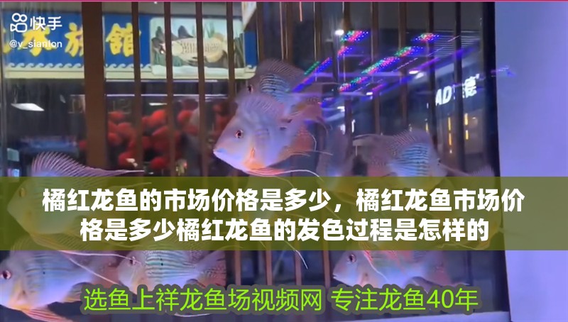 魚缸過濾器選購指南:自制魚缸過濾器魚缸上置過濾器對于養魚愛好者的必備知識 橘紅龍魚的市場價格是多少,橘紅龍魚市場價格是多少橘紅龍魚的發色過程是怎樣的 龍魚百科 橘紅龍魚的市場價格是多少,橘紅龍魚市場價格是多少橘紅龍魚的發色過程是怎樣的 橘紅龍魚的市場價格是多少,橘紅龍魚市場價格是多少橘紅龍魚的發色過程是怎樣的 龍魚百科