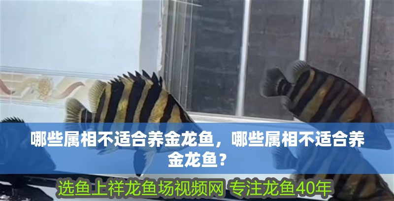 哪些屬相不適合養(yǎng)金龍魚(yú)，哪些屬相不適合養(yǎng)金龍魚(yú)？