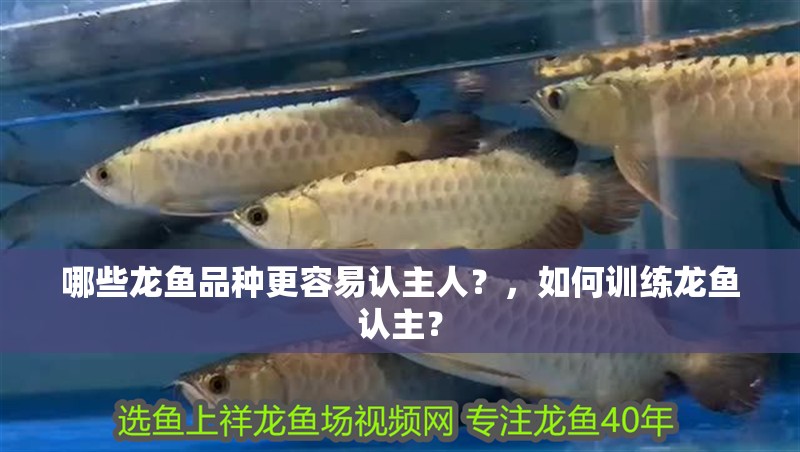 魚缸用增氧泵價格是多少:魚缸增氧機-xtrac增氧機-xtrac增氧機 哪些龍魚品種更容易認主人?,如何訓練龍魚認主? 龍魚百科 哪些龍魚品種更容易認主人?,如何訓練龍魚認主? 哪些龍魚品種更容易認主人?,如何訓練龍魚認主? 龍魚百科