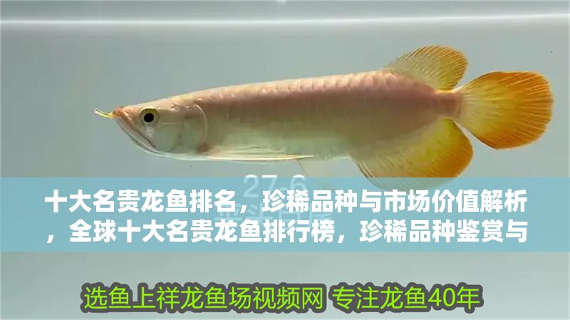 十大名貴龍魚排名，珍稀品種與市場價值解析，全球十大名貴龍魚排行榜，珍稀品種鑒賞與市場價值深度解析